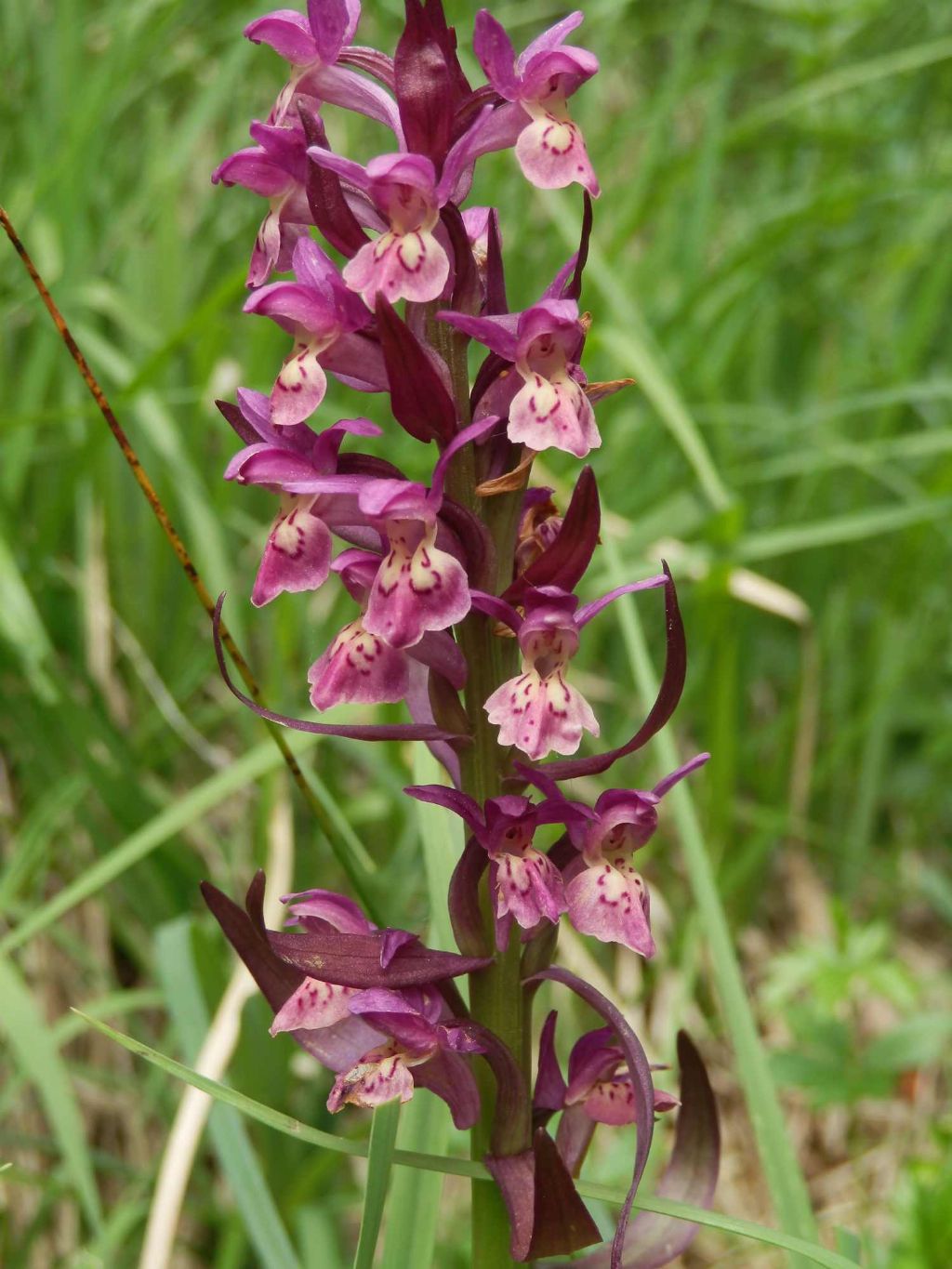 Dactylorhiza incarnata x Dactylorhiza sambucina