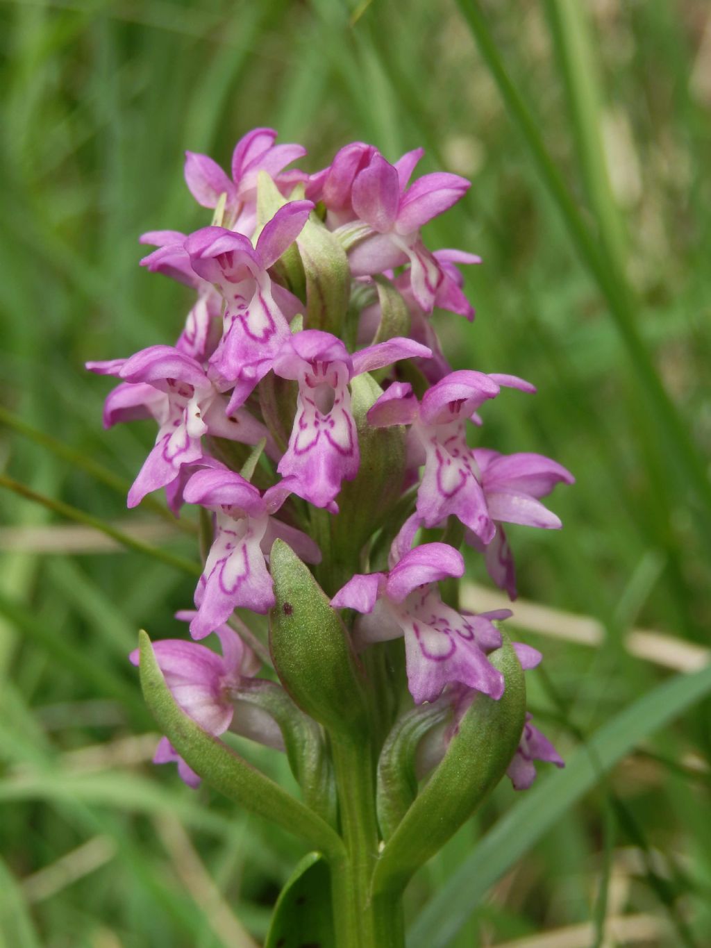 Dactylorhiza incarnata x Dactylorhiza sambucina