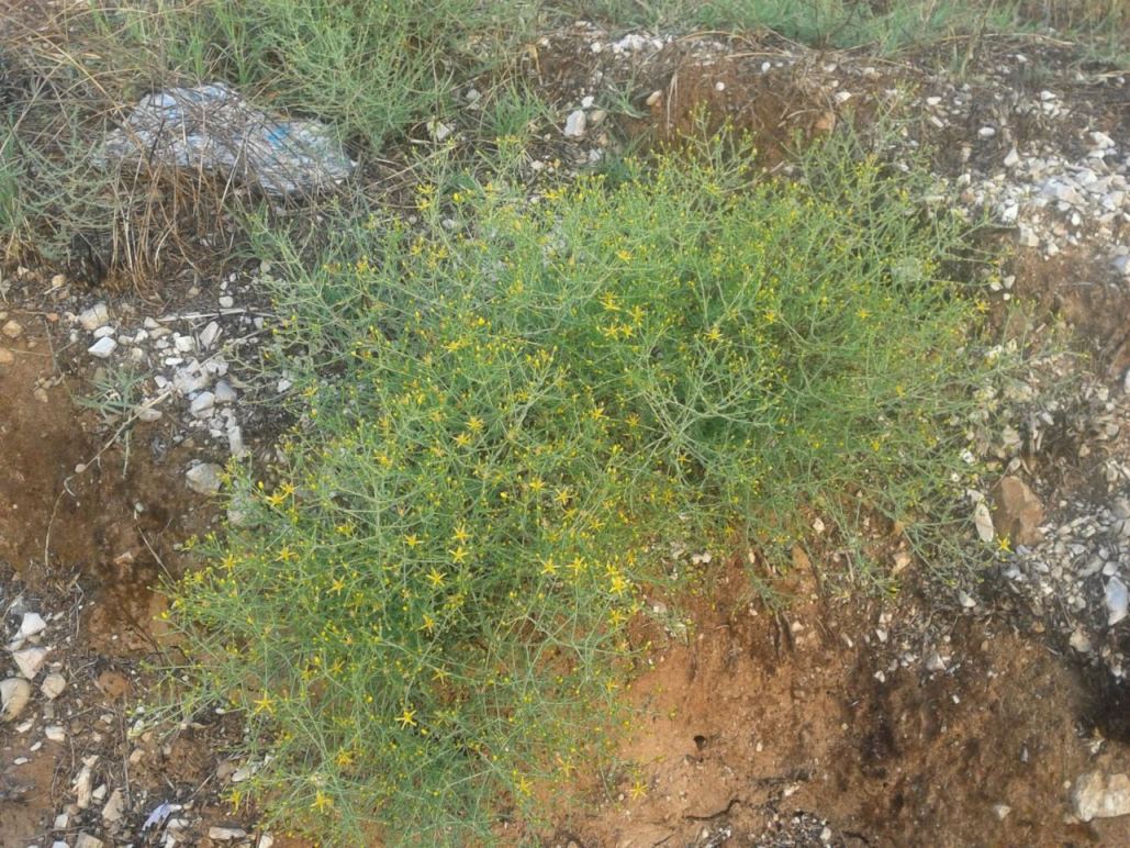 Hypericum triquetrifolium / Erba di S.Giovanni crespa