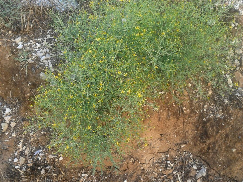 Hypericum triquetrifolium / Erba di S.Giovanni crespa