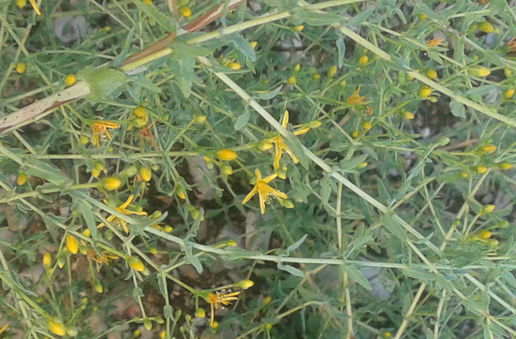 Hypericum triquetrifolium / Erba di S.Giovanni crespa