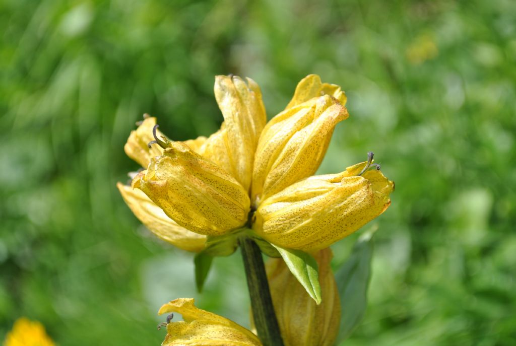 Alpi Francesi Meribel 15 - Gentiana punctata