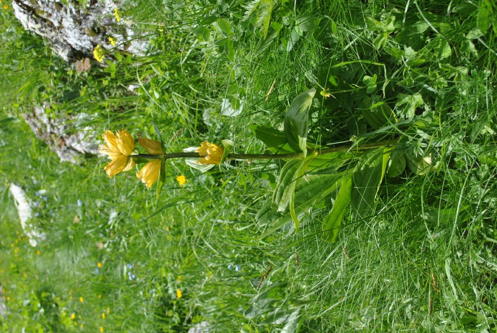 Alpi Francesi Meribel 15 - Gentiana punctata