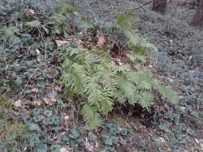 Polypodium cambricum (Polypodiales - Polypodiaceae )