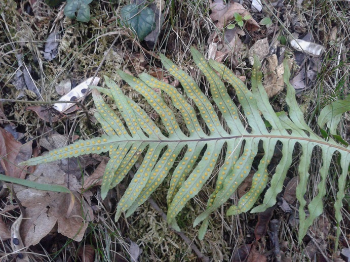 Polypodium cambricum (Polypodiales - Polypodiaceae )