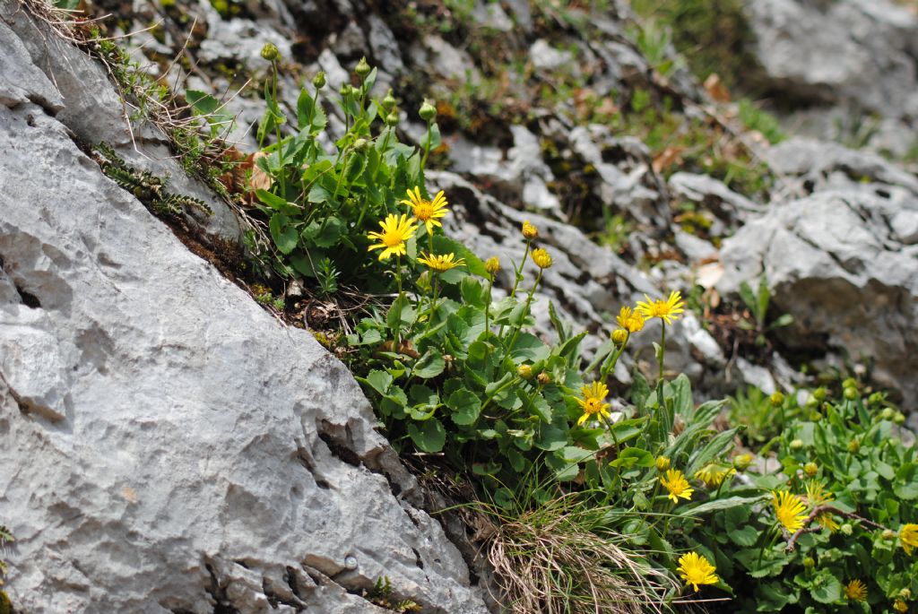 Doronicum columnae / Doronico di Colonna