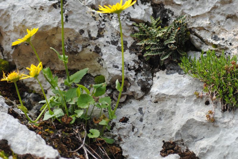 Doronicum columnae / Doronico di Colonna