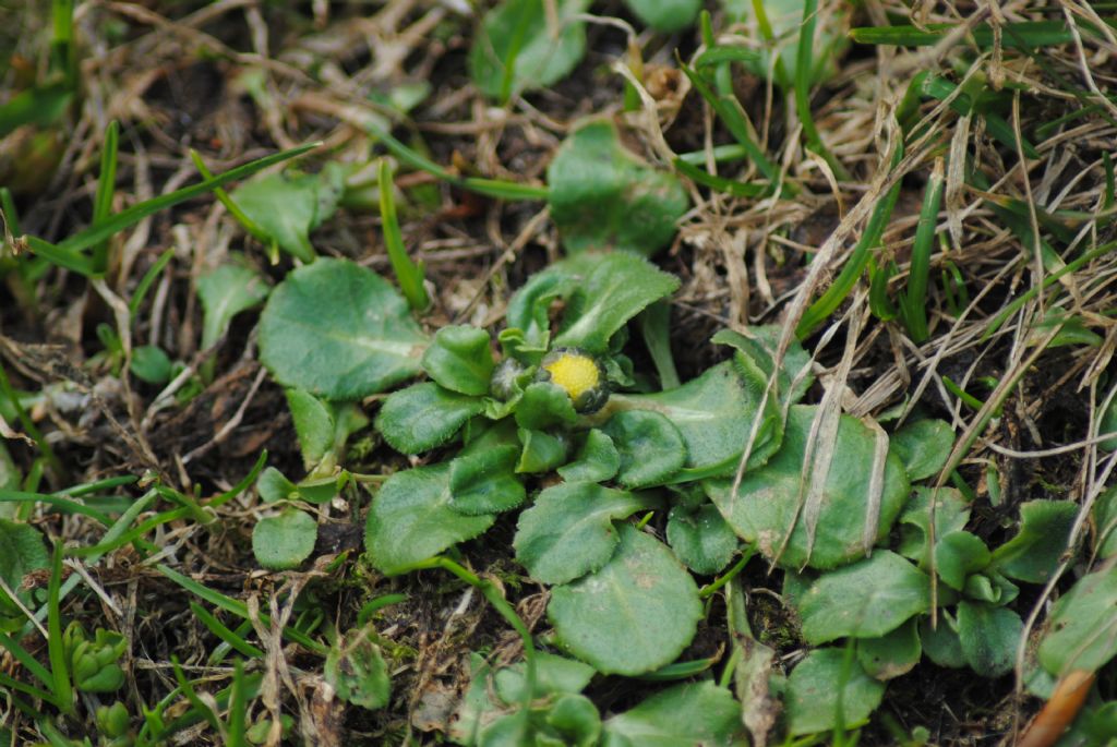 Asteracea minuta - Bellis sp.