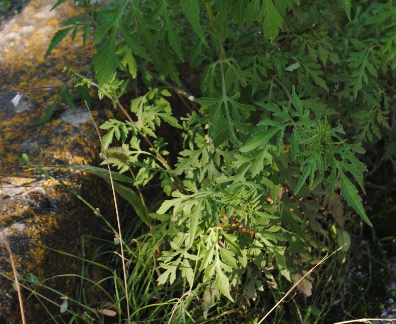 Bidens bipinnata?