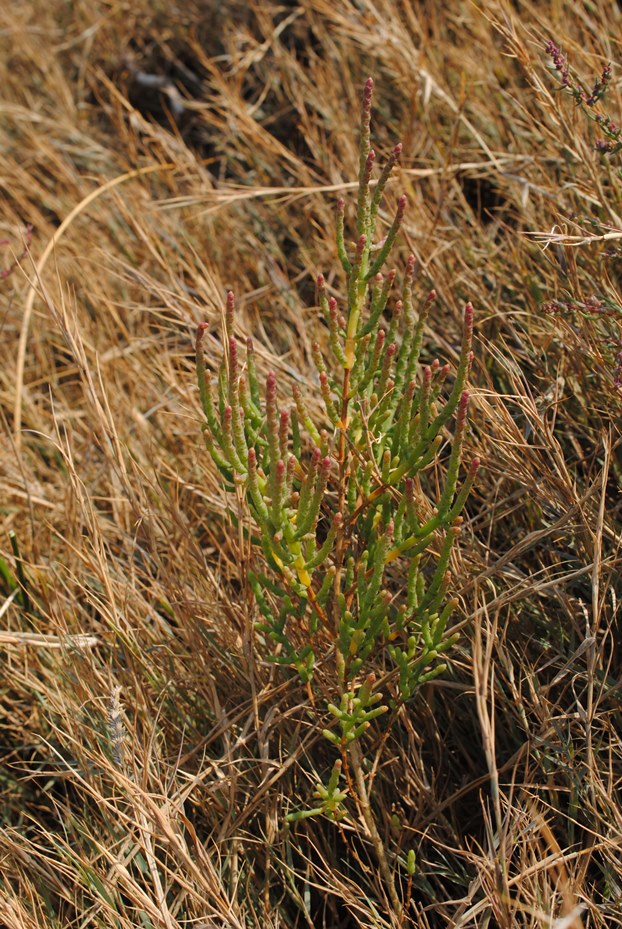 Salicornia patula