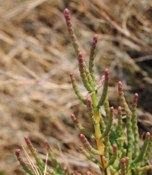 Salicornia patula