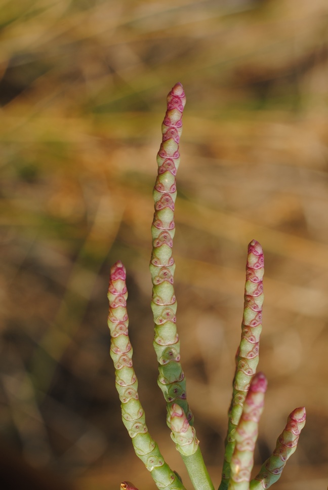 Salicornia patula