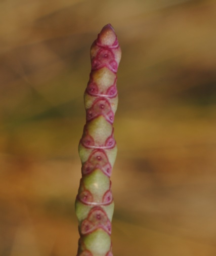 Salicornia patula