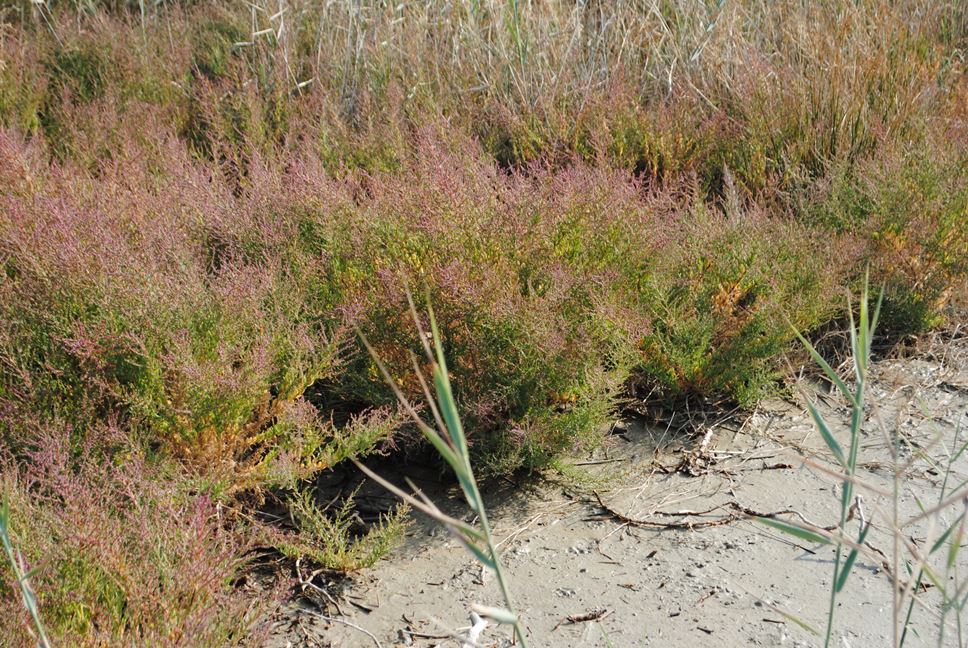 Suaeda sp. (gruppo maritima)