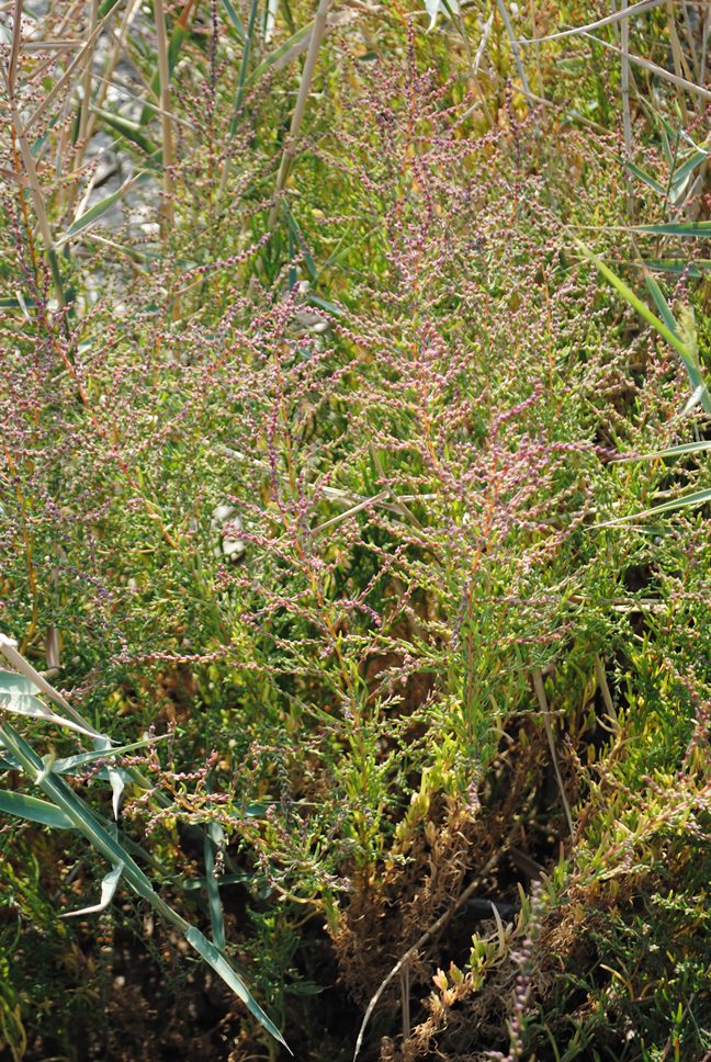 Suaeda sp. (gruppo maritima)