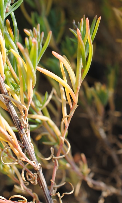 Suaeda sp. (gruppo maritima)