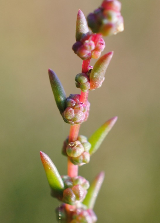 Suaeda sp. (gruppo maritima)