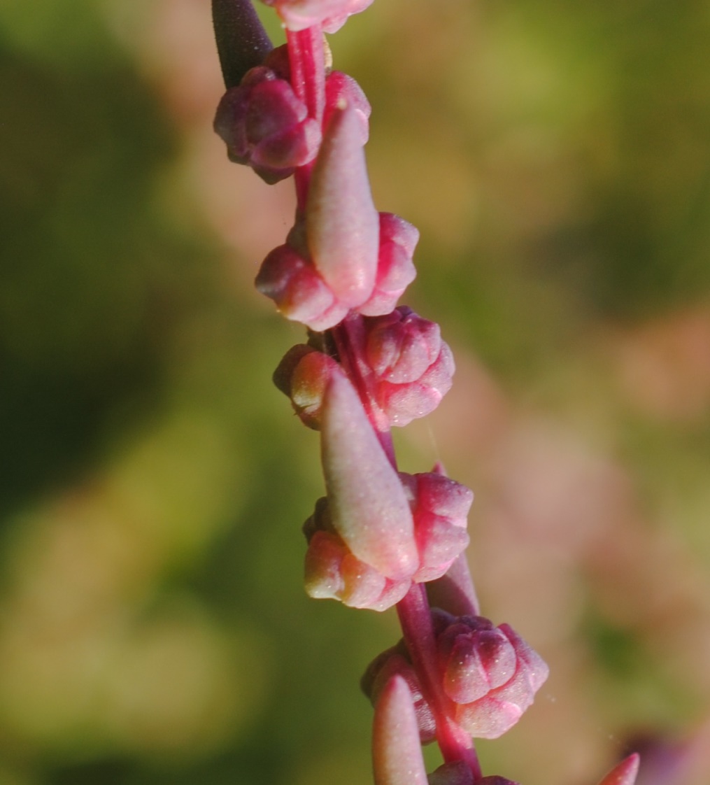 Suaeda sp. (gruppo maritima)