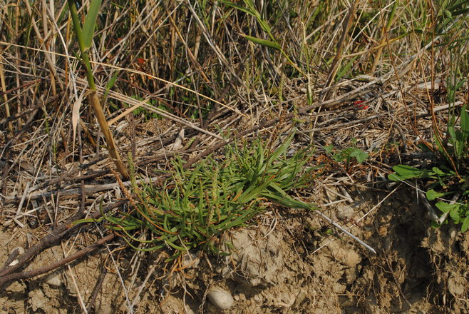 PLantago crassifolia / Plantago a foglie grasse