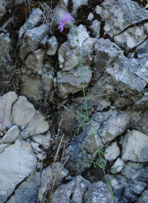 Centaurea?