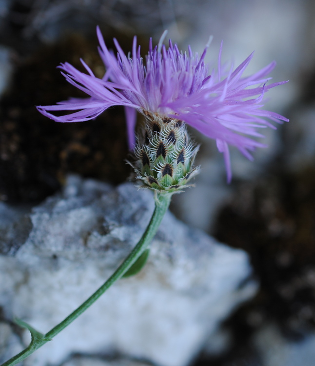 Centaurea?