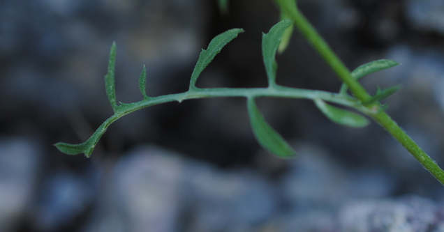 Centaurea?