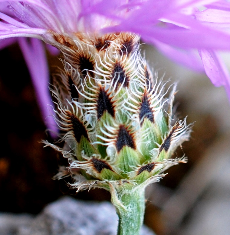 Centaurea?