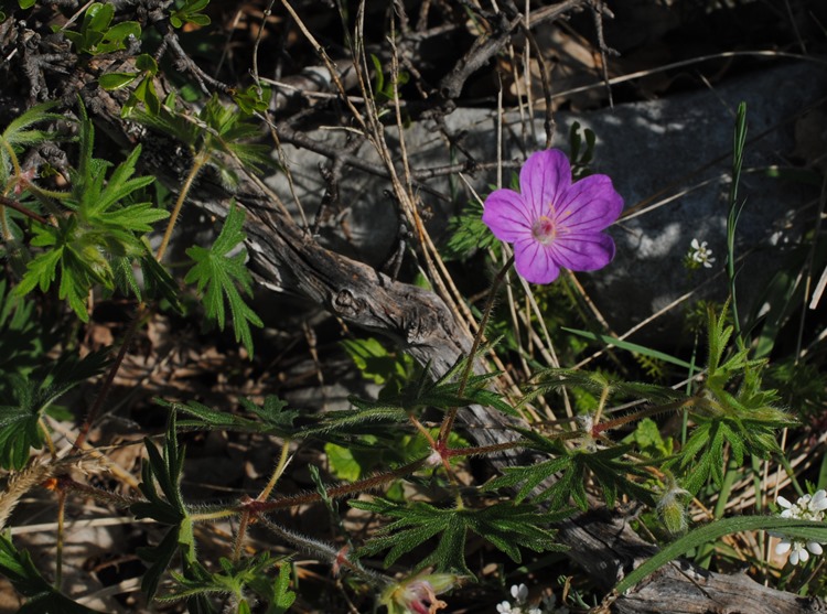 Geranium sanguineum