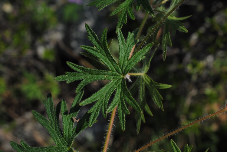 Geranium sanguineum