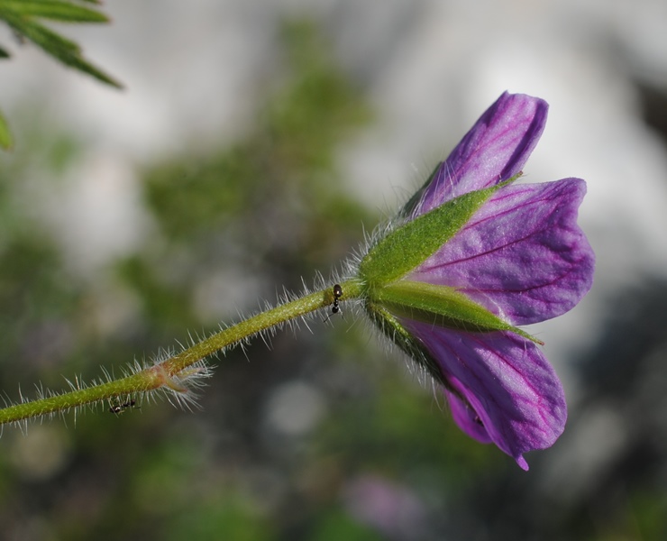 Geranium sanguineum