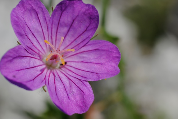 Geranium sanguineum