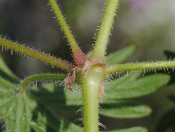 Geranium sanguineum