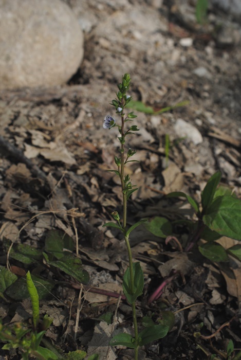 Veronica serpyllifolia