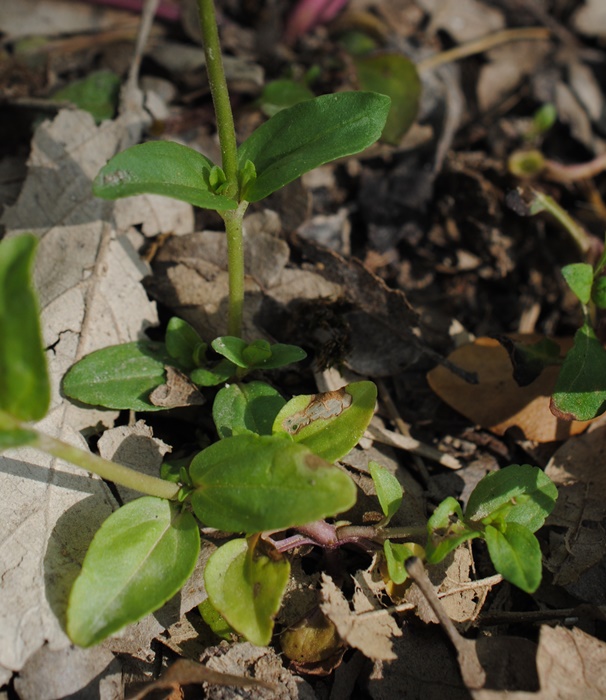 Veronica serpyllifolia