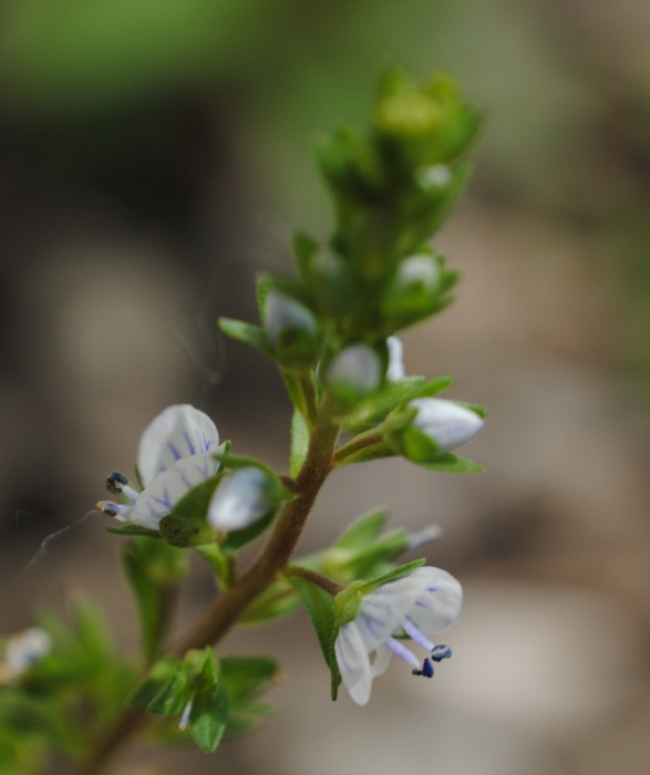 Veronica serpyllifolia