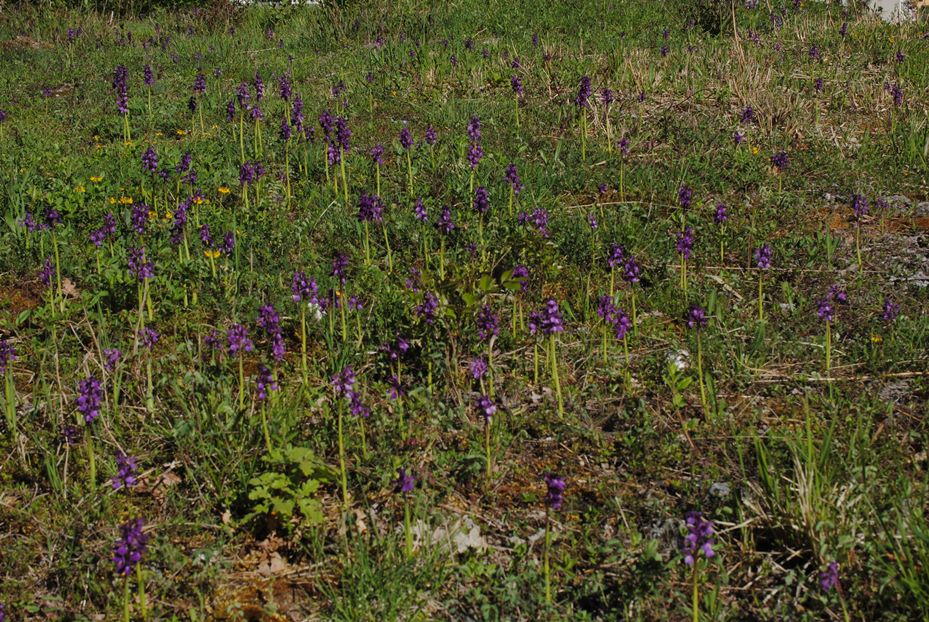 Anacamptis morio?