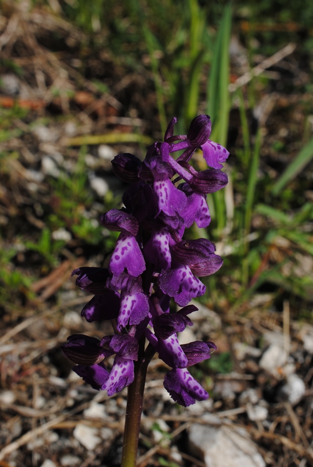 Anacamptis morio?