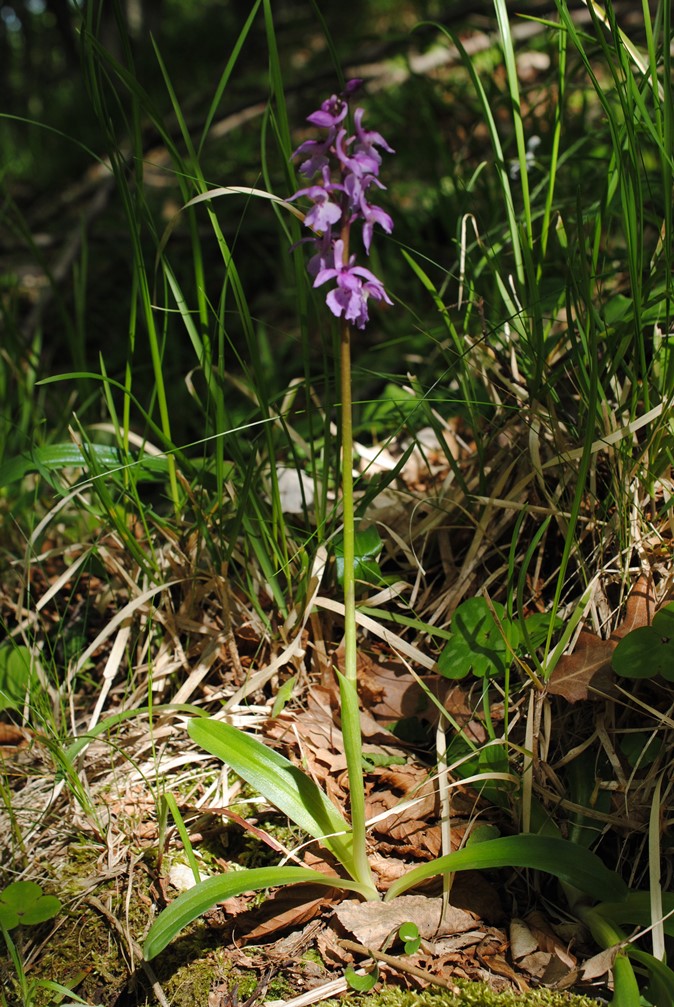 Dactylorhiza?