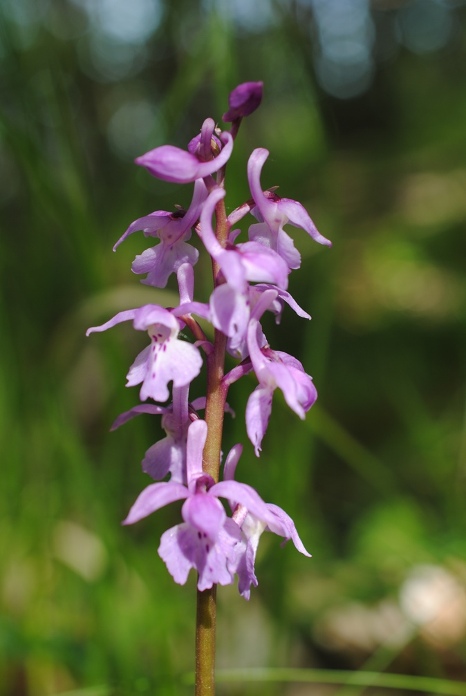 Dactylorhiza?