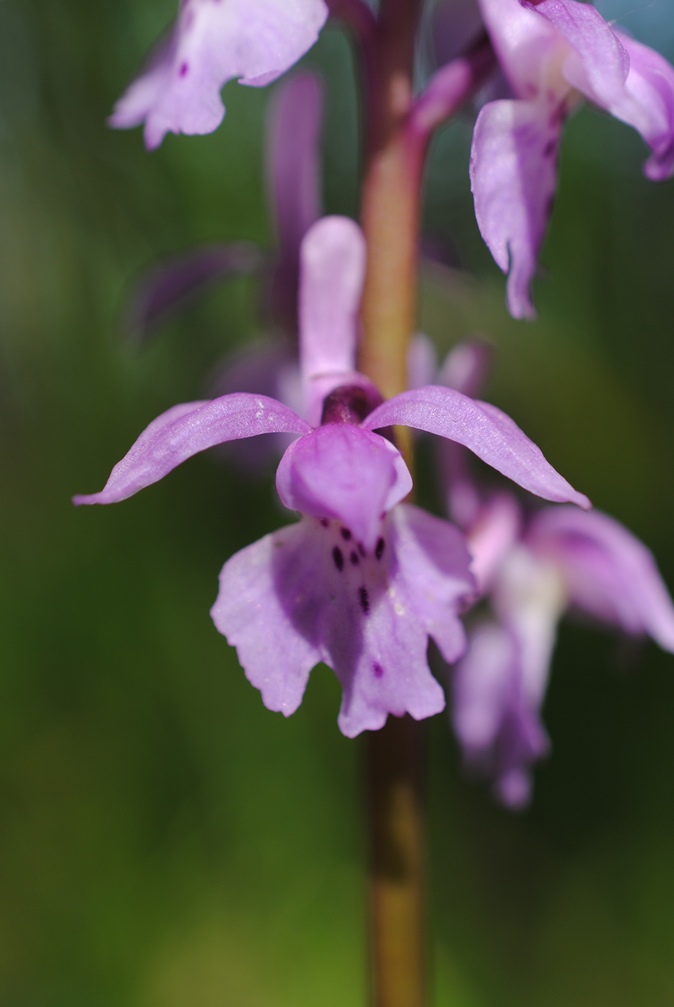 Dactylorhiza?