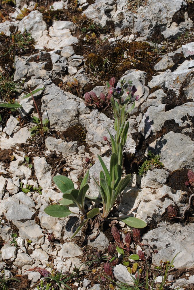 Cynoglossum?