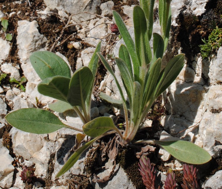 Cynoglossum?