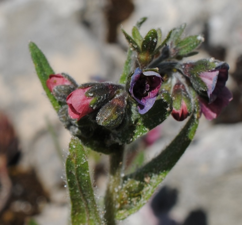 Cynoglossum?