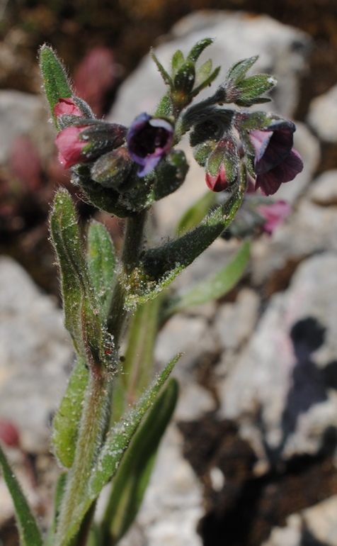 Cynoglossum?