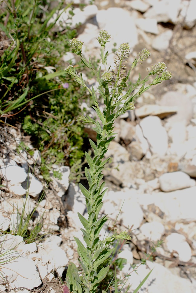 Lepidium campestre / Lepidio campestre