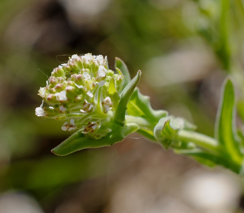 Lepidium campestre / Lepidio campestre