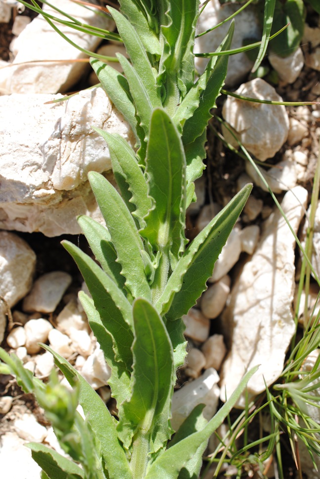 Lepidium campestre / Lepidio campestre