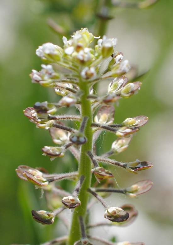 Lepidium campestre / Lepidio campestre