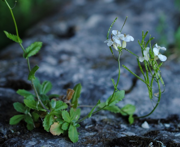 Arabis alpina subsp. caucasica / Arabetta del Caucaso