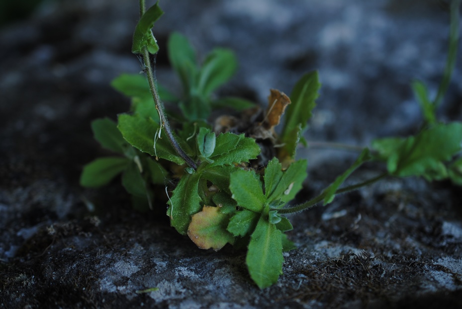 Arabis alpina subsp. caucasica / Arabetta del Caucaso